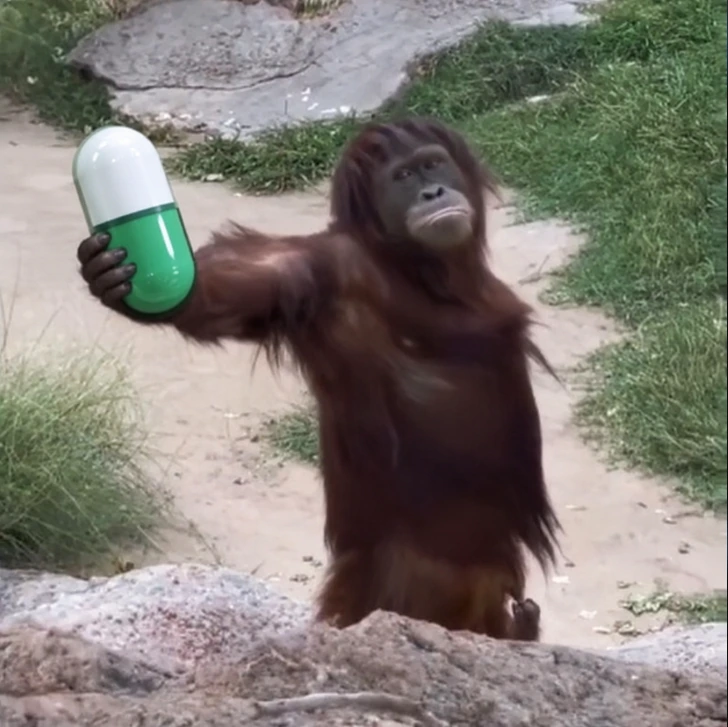 Orangutan holding a giant green-and-white capsule